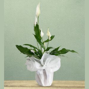  Antalya Florists - Potted Flowers